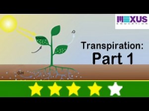 Science Experiments - Learn About Transpiration (Part I)