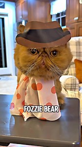 🎶 It’s time to play the music, it’s time to light the lights…It’s time to meet the Mupp— wait… that’s us 😼🎭 #muppets #muppetshow #catcostumes #catreels #FunnyCats #cutecats | Walter Bishop the Cat