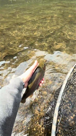 PA Fly Fishing - River rainbow trout release