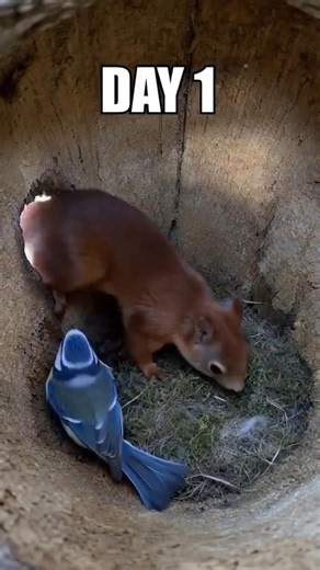 Lovely Squirrel Life during Spawning 🥰 #squirrel #nature #viral #jungle #USA #usawildlife #america