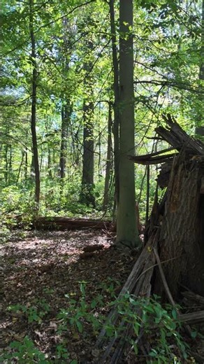 🌲 4K Forest Walk — Peaceful Nature Sounds for Relaxation, Stress Relief & Meditation | No Talking