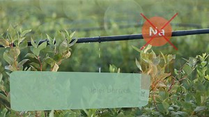 Unlock the secrets to better blueberry yields with Haifa’s precision nutrition guide! Discover how optimal nutrient balance and tailored fertilizer solutions drive robust growth, healthier fruit, and impressive yields. Dive into our comprehensive, detailed guide for expert insights: https://www.haifa-group.com/crop-guide/soft-fruit/blueberry-fertilizers-crop-guide | Haifa Group - Pioneering the Future