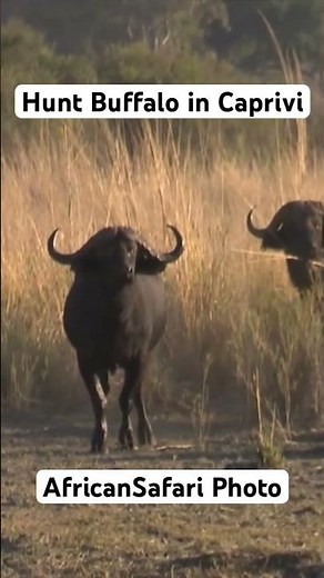 Hunt Buffalo in the Caprivi!