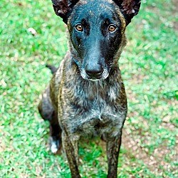 Brewster, NY - Dutch Shepherd. Meet Roxy the Rosie a Pet for Adoption - AdoptaPet.com