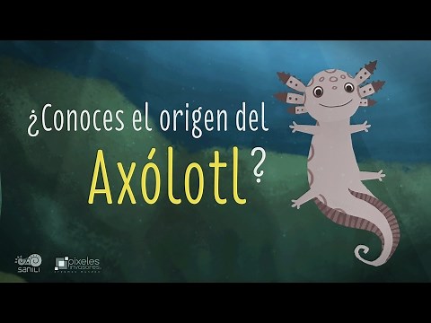El origen del Axólotl