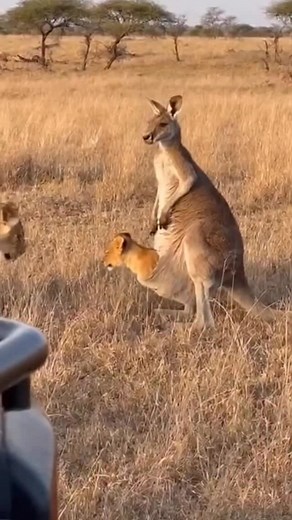 Lion cub finds a new home! 🤣 | AI Dog Scientist