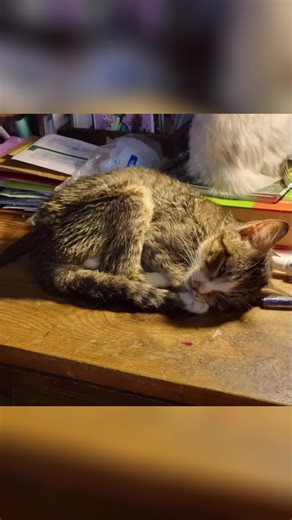 ✨ GIVING TUESDAY TRANSFORMATION: MEET LUIGI ✨Luigi was found dying on a desk, ignored for days by the same “rescue” that neglected three other cats we’ve taken in. We were at capacity—but we couldn’t look away. He arrived barely 3lbs, crawling with fleas, too weak to lift his head. His bloodwork was terrifying. We bathed him, started meds, and prayed he would fight. When he still couldn’t eat, Dr. Werden placed a feeding tube… and we waited. And then—Luigi chose life. He began eating on his own.