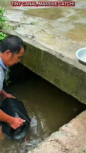 Double Funnel Fish Trap in a Tiny Canal – Incredible Catch!