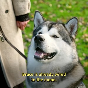 Bruce’s constant biting, pulling, and out-of-control energy have pushed his owner to the edge. | Dogs Behaving Very Badly