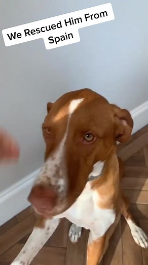 Dapper Laughs on TikTok