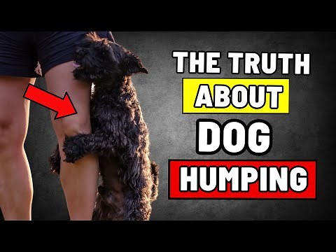 The Real Reason Why Your Dog Humps