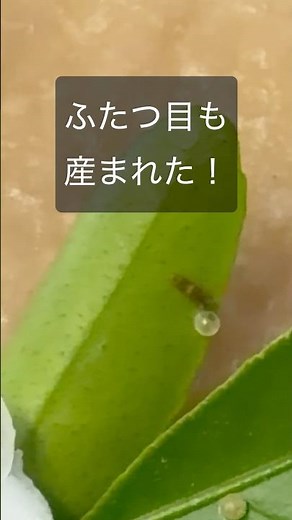 アゲハ芋活の開始です。1匹でも多く育つと良いなぁ（2026/05/23） #芋活 #アゲハ蝶 #いもむし #幼虫