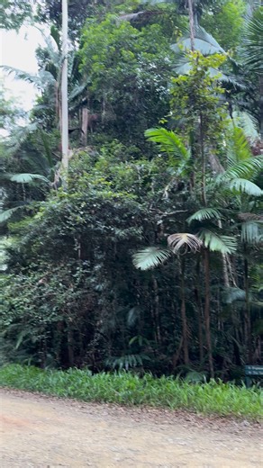 The sound of rain and thunder in Conondale National Park 🌳⛈️ My favourite 👌 Also one location you can here White and Black Cockatoos calling at the same time haha | Infinity Flights Photography