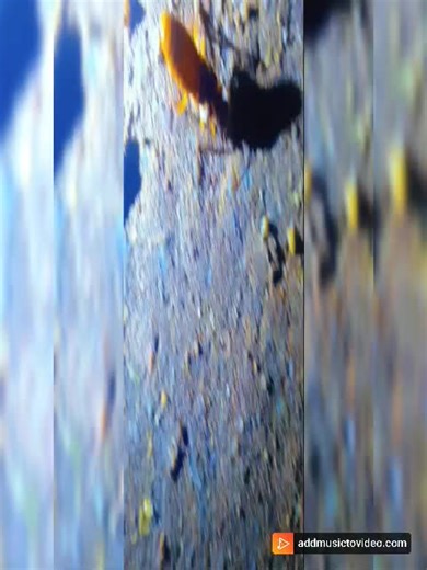 #viral Termites are small, social insects that belong to the order Isoptera. They are often referred to as “white ants” due to their pale color and ant-like appearance. Termites play a crucial role in the ecosystem by breaking down dead plant material, particularly wood, which recycles nutrients back into the soil. However, they can also be highly destructive pests when they infest human structures.#on #fyp