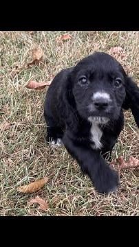 Hilltop Dog Puppy English cocker spaniels Training Kennel is live!