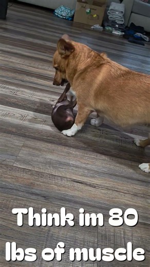 MinPin Life! #minpinlife #Minpin #funny