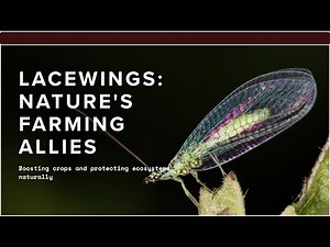 Lacewings: Nature’s Pest Control in Action