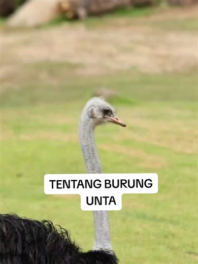 PENGETAHUAN | TENTANG BURUNG UNTA#fyp #asc