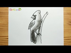 EASY DRAWING REALISTIC CARDINAL BIRD