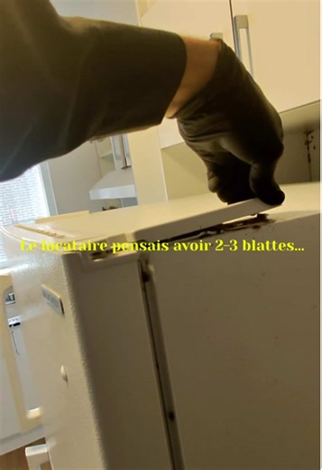 Tu vois une blatte dans ta cuisine ? C’est rarement la seule. 🪳 N’attends pas avant de traiter. #fyp #pestcontrol #cockroach #infestation