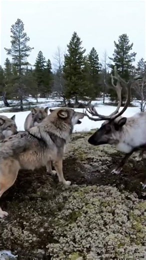Wolf Pack Hunting Strategy Is Pure Survival #videoshort