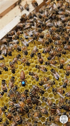 SPOT THE QUEEN BEE! 👑🐝🔵 #shorts #bees #beekeeper #beekeeping #honeybees