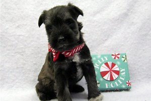Gyro - Miniature Schnauzer Puppy B09346