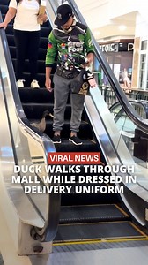 152K views · 923 reactions | And he waddled away, waddle waddle... 閭 #news #malaysia #malaysianews #malaysiannews #animal #funny #philippines | The Smart Local Malaysia | Facebook