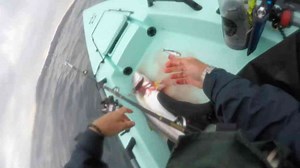 Solo Skiff Yellowtail Fishing in La Jolla – Live Bait & Shimano TLD 20 Setup