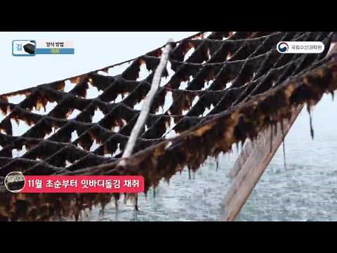 세계를 누빈다 김 양식 양성&가공