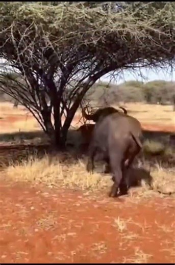 #lion #vs #buffalo #animals #survival #views #viral #wildlife #fighting #hunting #cats #shorts #mma