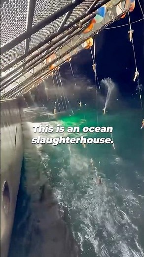 This is an ocean slaughterhouse