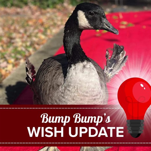 Bump Bump has revised his wish. 💡 After staff replaced several red heat lamp bulbs, our backup stash is running low — and winter is far from over. So Bump Bump is pivoting from red light therapy to what we need right now. More. Heat. Bulbs. Not glamorous, but absolutely essential for keeping everyone warm. ❄️❤️ | Carolina Waterfowl Rescue