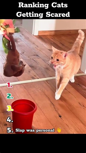 😼😱 Ranking Cats Getting Scared
