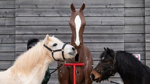 ‘They were very curious!’ Rescue ponies meet Max, their newest ‘equine’ neighbour - Horse & Hound