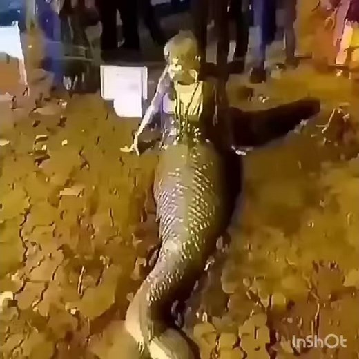 Most Watch Mermaid Found Live In Africa