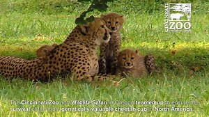 45K views · 377 shares | Would you notice an extra mouth to feed? See how the Cincinnati Zoo and Wildlife Safari in Oregon teamed up to ensure the survival of the most genetically valuable cheetah cub in North America. For a longer more in-depth video click here https://youtu.be/OYflAiKhX-g. | Cincinnati Zoo & Botanical Garden | Facebook