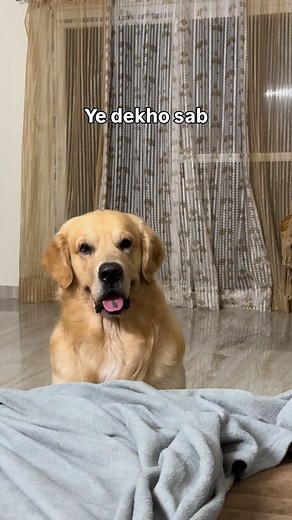 Limited Edition Model hai ✨ #oscarwonderpup #limitededition #goldenretriever #dogs #dogsofinstagram | Oscar Wonderpup