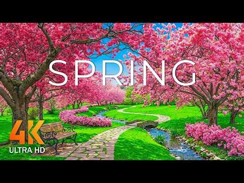 Spring Flowers 4K - March 2026 🌸 Endless Tulip Fields, Sakura Valleys & Bright Morning Landscapes