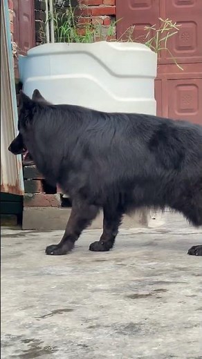 ब्लैक जर्मन शेफ़ेड dog #germanshepherd #blackgermanshepherd #gsdindian