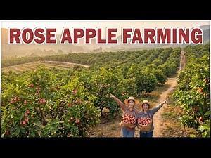 Rose Apple Farming | Climate, Planting, Yield & Profit Explained