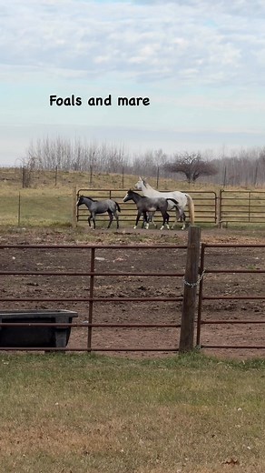 78 reactions · 10 comments | Lacy, Majic and Mini | Kitty Kruse | Facebook