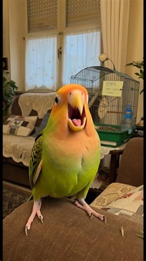 Who's at the door? 😲 Parrot Pranks His Owners! #shorts #talkingparrot #funnybirds