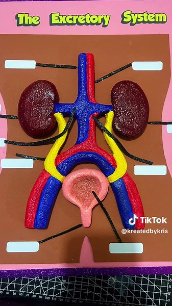 Excretory System Model for Student Labeling