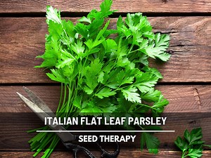 Italian Flat Leaf Parsley Seeds – Heirloom Herb, Flat Leaf Variety, Petroselinum Crispum, Culinary Staple | 200 Seeds - Etsy
