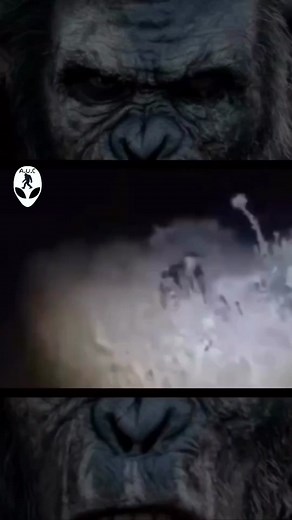 Cryptid recorded in a field in east Texas. #Aliens_and_cryptids #bigtoothunter #bigfootmuseum #expeditionbigfoot #bigfoothunting #bigfootmama #bigfootmountain #bigfoots #findingbigfoot #sasquatch #sasquatchsighting #ufo #ufoキャツチャー #alien #aliens #alienbff #bigfootsigns #cryptozoology #bigfootvideos #bigfootisreal #bigfootswilderness