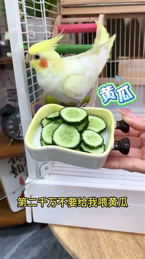 Even if you force-feed birdseed into a parrot's mouth, it won't tell you anything!