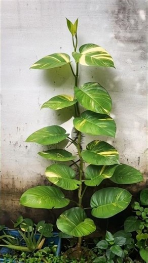 Big Money Plant Life Cycle 🌿 | Leaf Growth Progress