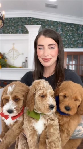 What pure happiness looks like! It’s an armful of large English Teddybear Goldendoodles. 🥹 Puppies: Kassandra Boys 🐶 | Smeraglia's Teddy Bear Goldendoodles & Schnoodles