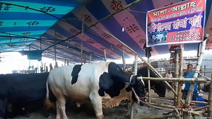 Bangladesh: 'Beloved God, Beloved Animal' – DW – 06/28/2023